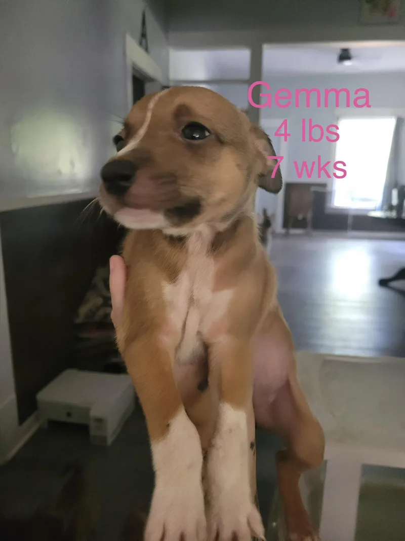Gemma