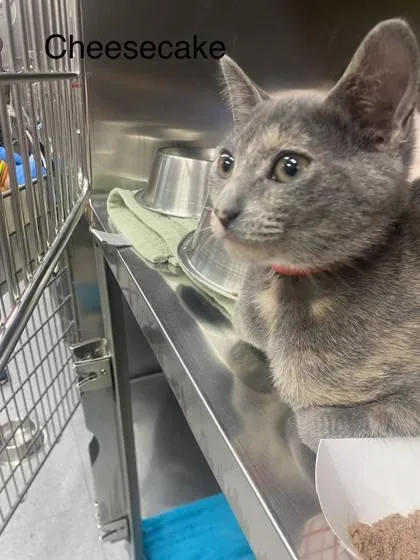 A baby medium-sized female Domestic Short Hair cat named Cheesecake for adoption in Hobart, IN