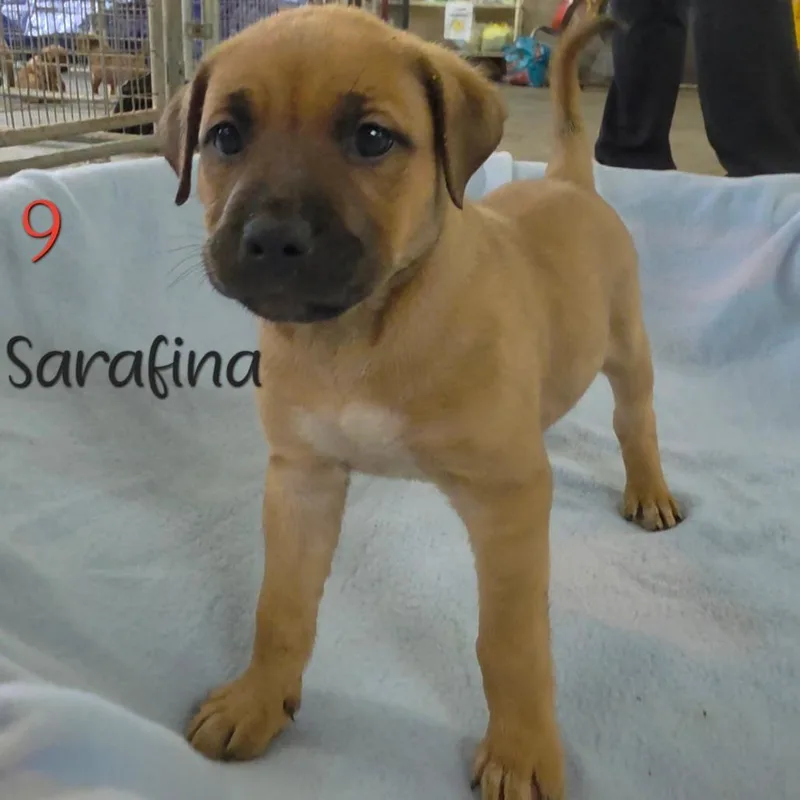 Sarafina