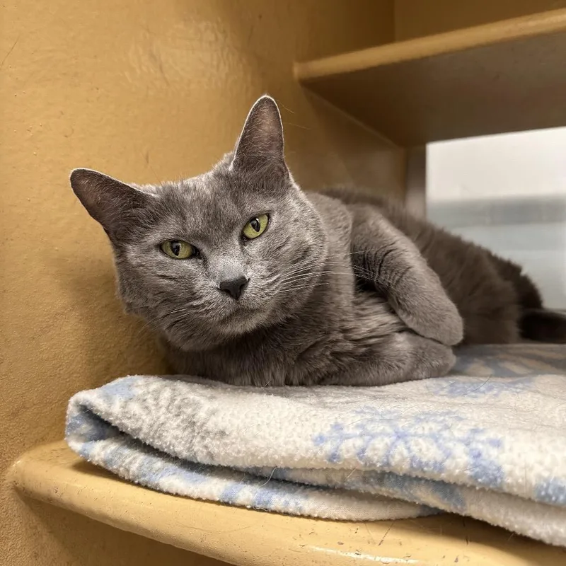 A senior large-sized female Gray / Blue / Silver Domestic Short Hair cat named Alice for adoption in Spokane, WA