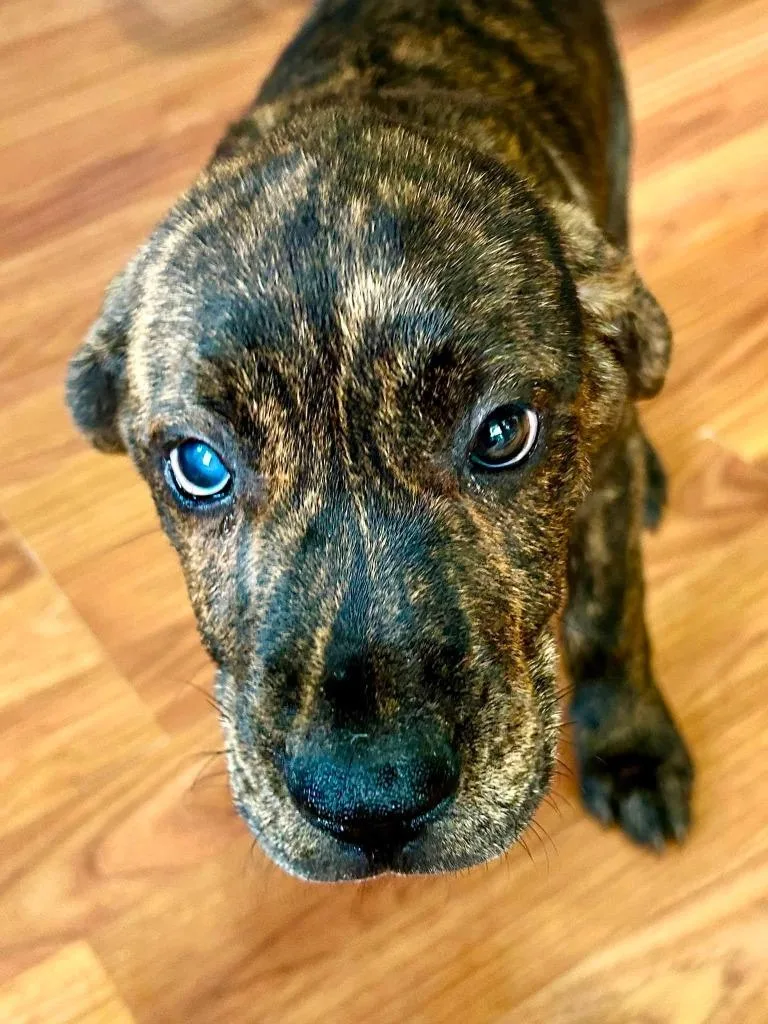A baby large-sized male Mixed Breed dog named Bentley for adoption in Fond Du Lac, WI