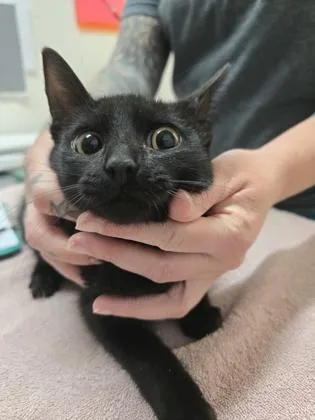 A baby medium-sized male Domestic Medium Hair cat named Flotsom for adoption in Sacramento, CA