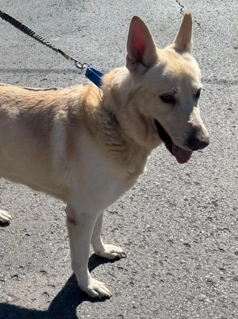 An adult large-sized male White German Shepherd dog named Max for adoption in Sidney, NY