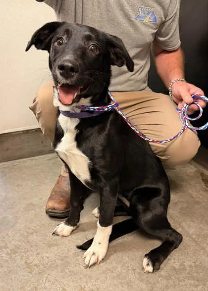 A young medium-sized female Labrador Retriever dog named Dolla for adoption in Bowling Green, KY