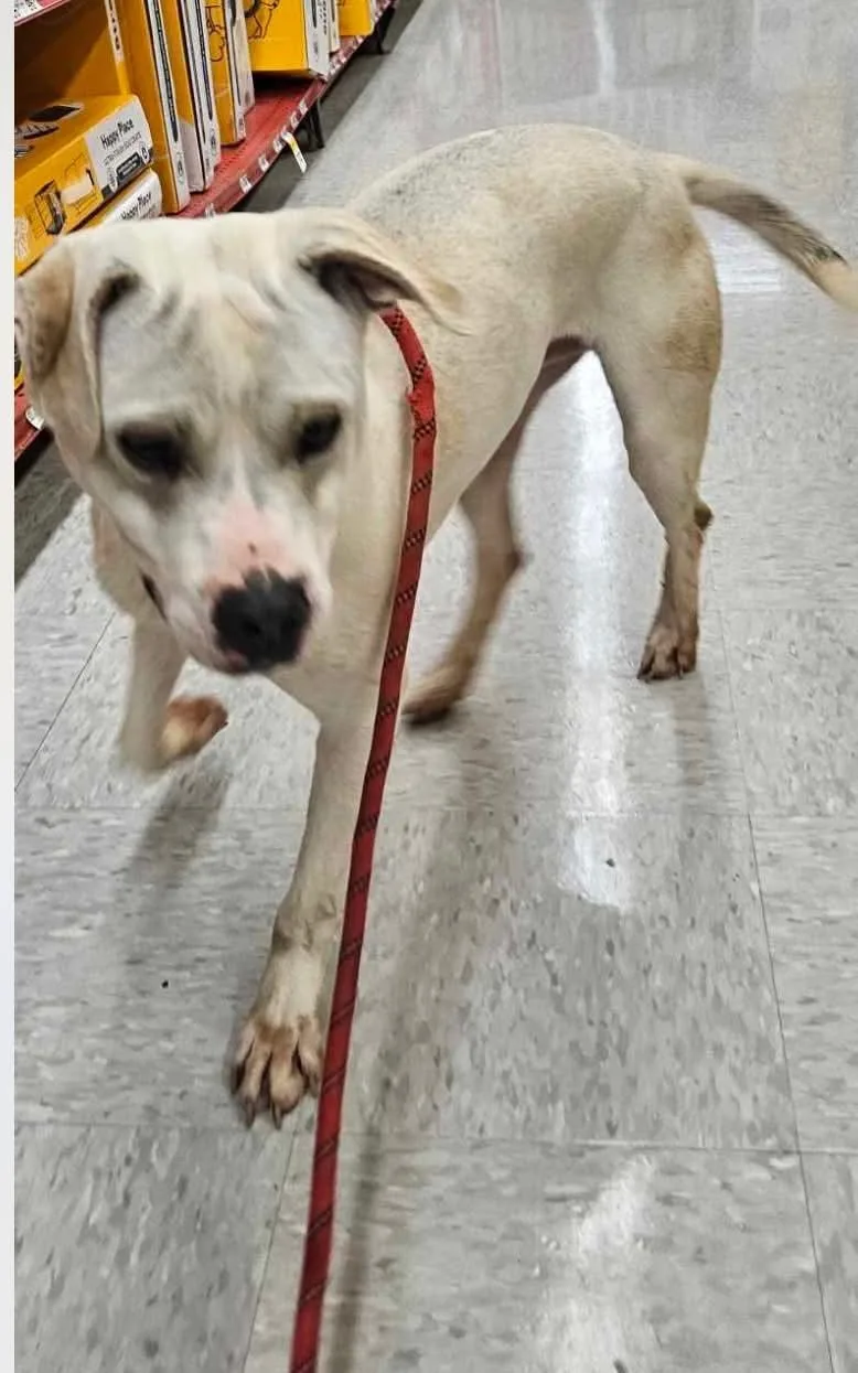 An adult medium-sized male Terrier dog named Razor for adoption in Holbrook, NY