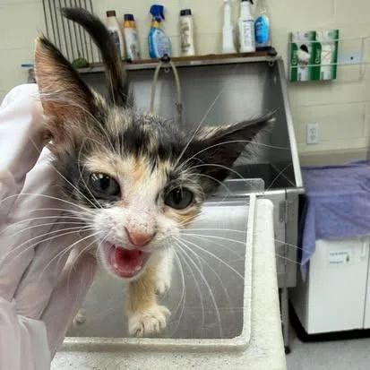A baby small-sized female Domestic Medium Hair cat named Cinnamon for adoption in Bastrop, TX
