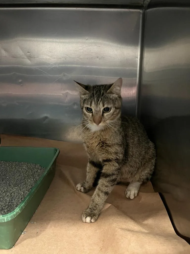 A young small-sized male Domestic Short Hair cat named Zoe for adoption in Cartersville , GA