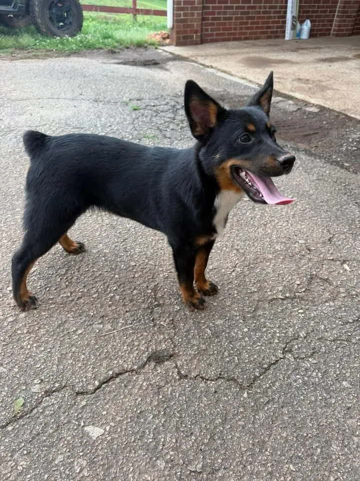 A young medium-sized male Australian Kelpie dog named Willlie for adoption in Bradenton, FL