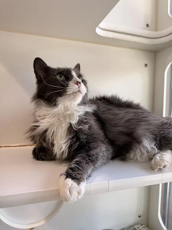 An adult large-sized male Domestic Long Hair cat named Greyson for adoption in Truckee, CA