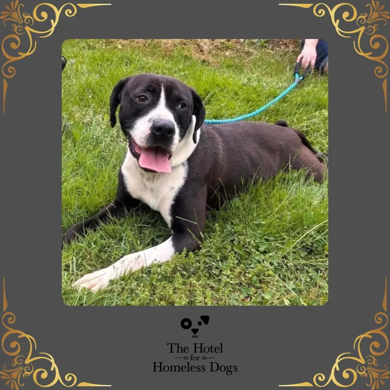 An adult medium-sized male Black American Staffordshire Terrier dog named Max for adoption in Cumberland, RI