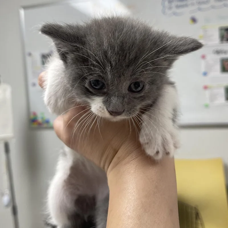 A baby small-sized male Brown / Chocolate Domestic Short Hair cat named Lonnie for adoption in Canton, IL