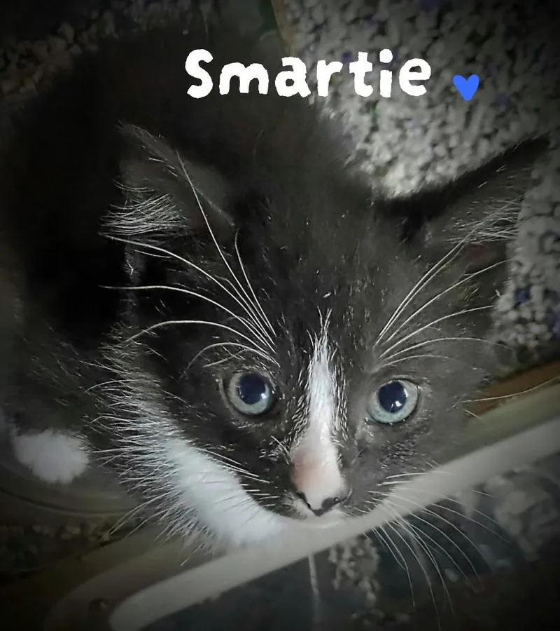 A baby medium-sized male Domestic Short Hair cat named Smartie Candy for adoption in Parkville, MD