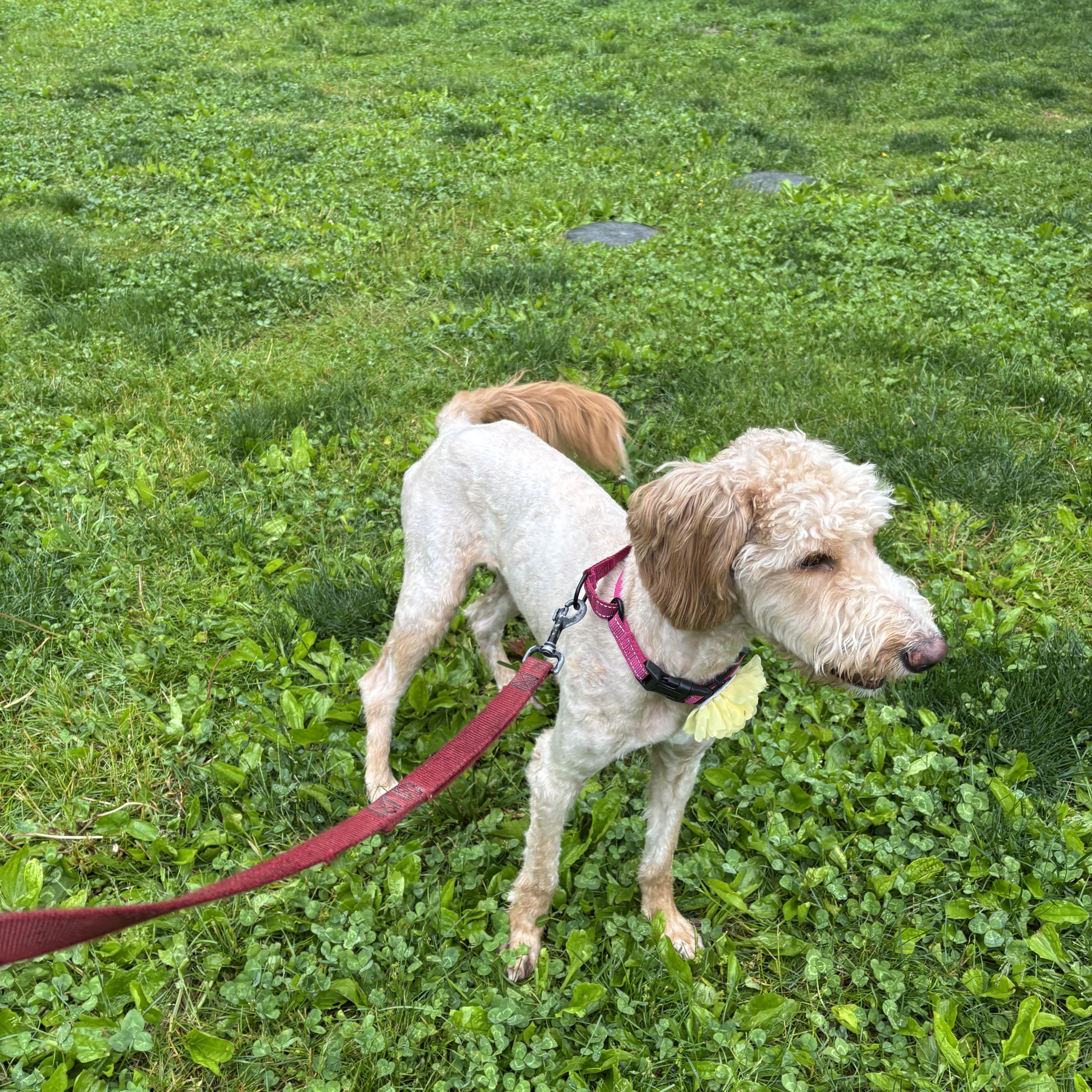 A young medium-sized female Apricot / Beige Goldendoodle dog named Amyavail for adoption in West Grove, PA