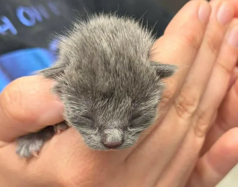 A baby medium-sized female Domestic Short Hair cat named Pear for adoption in Republic, MO