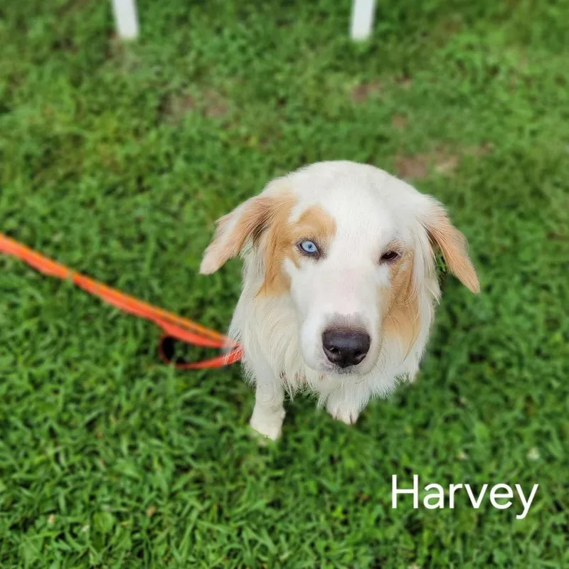 An adult medium-sized male White / Cream Australian Shepherd dog named Harvey for adoption in Batavia, OH