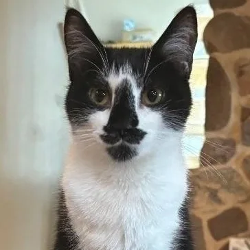 A young medium-sized male Black & White / Tuxedo Domestic Short Hair cat named Mikey for adoption in Lemont, IL
