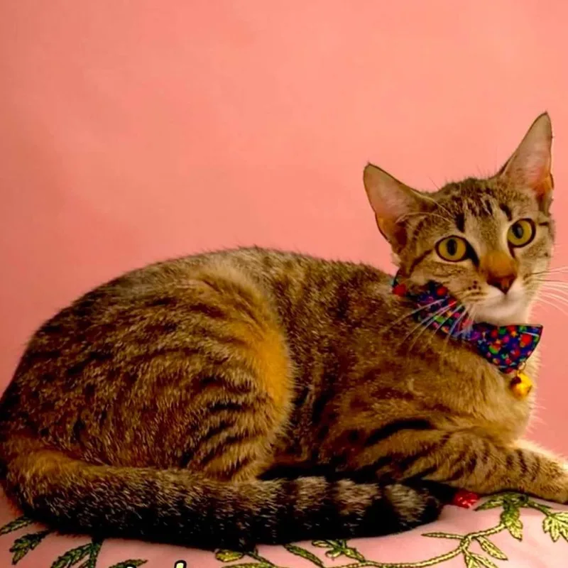 A young medium-sized female Brown / Chocolate Domestic Short Hair cat named Tiger Lily for adoption in Bentonville, AR
