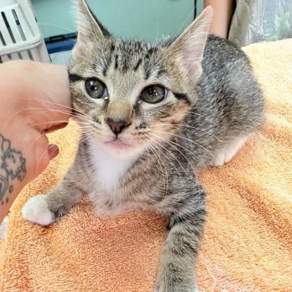 A young medium-sized female Domestic Short Hair cat named Clara for adoption in Kansas City, MO