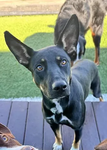 A young medium-sized female Shepherd dog named Mable Kay for adoption in Racine, WI