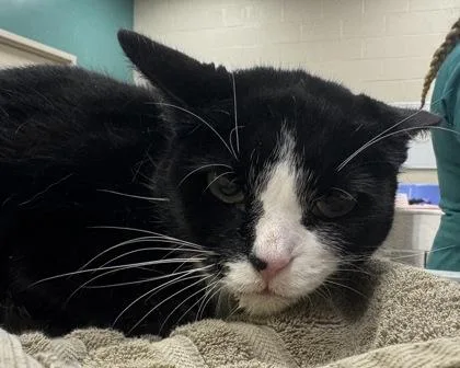 An adult medium-sized male Domestic Short Hair cat named Winston for adoption in Fishers, IN