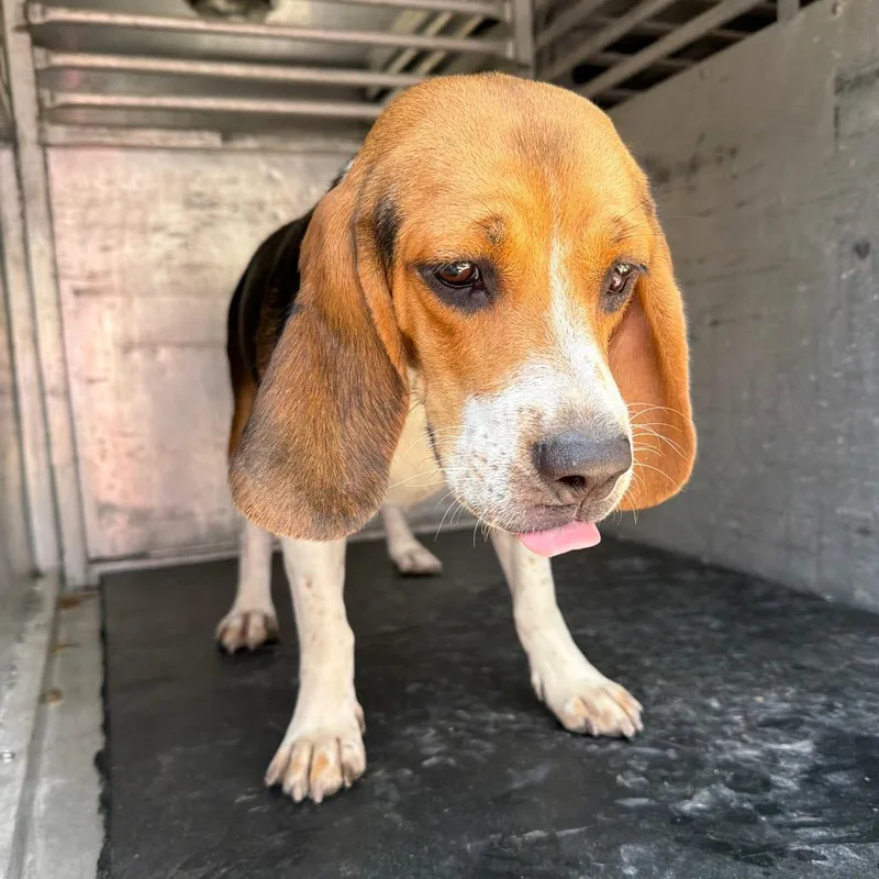 An adult medium-sized female Black Beagle dog named Bagel for adoption in Edinburg, TX
