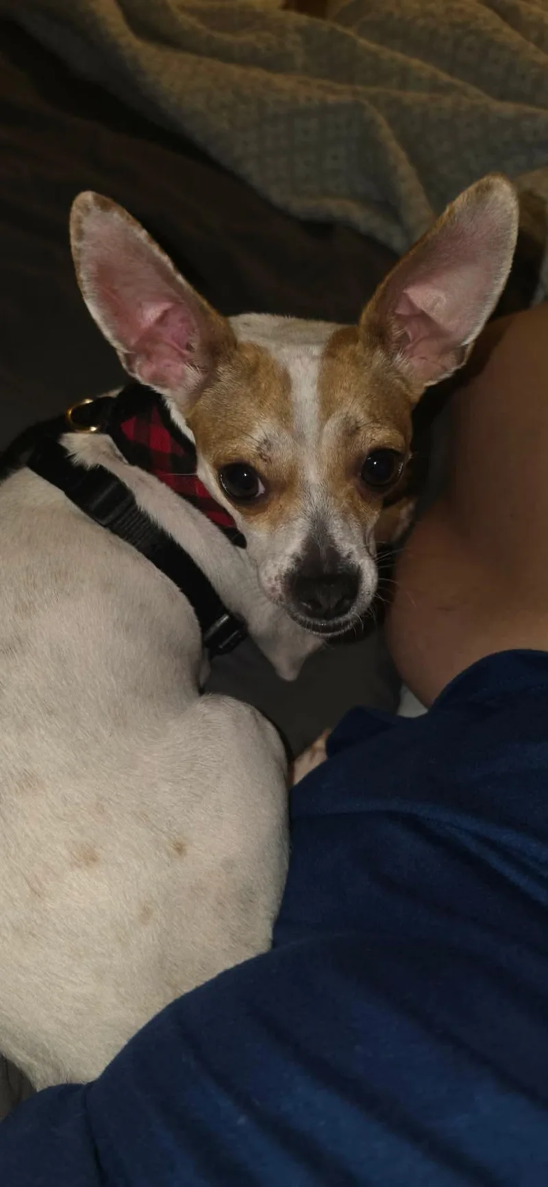 An adult small-sized female Mixed Breed dog named Betsy Ross for adoption in De Pere, WI