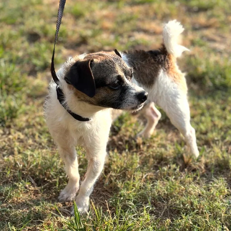 A young small-sized male Yellow / Tan / Blond / Fawn Jack Russell Terrier dog named Creek for adoption in Hattiesburg, MS