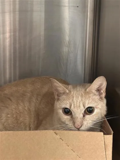 An adult small-sized female Domestic Short Hair cat named Cleo for adoption in West Chester, PA