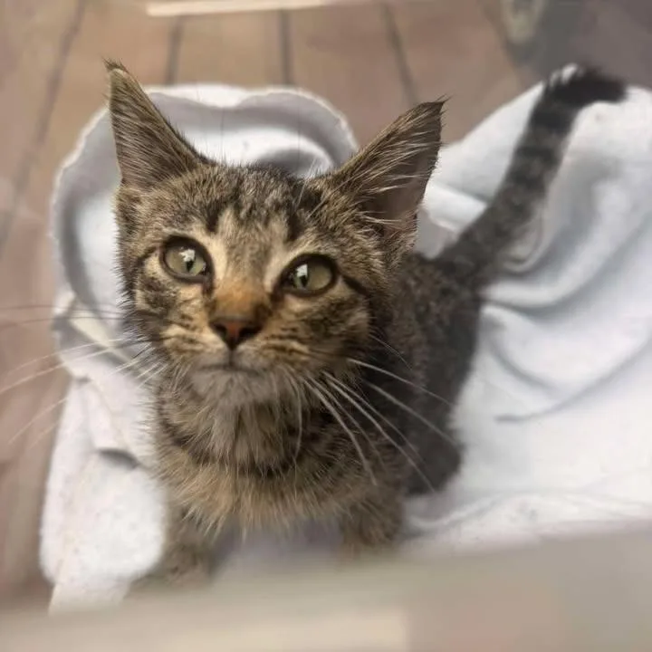 A baby small-sized male Domestic Short Hair cat named Dizzy for adoption in Park Falls, WI