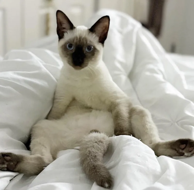 A baby small-sized male Siamese cat named Coco for adoption in Fort Lauderdale, FL