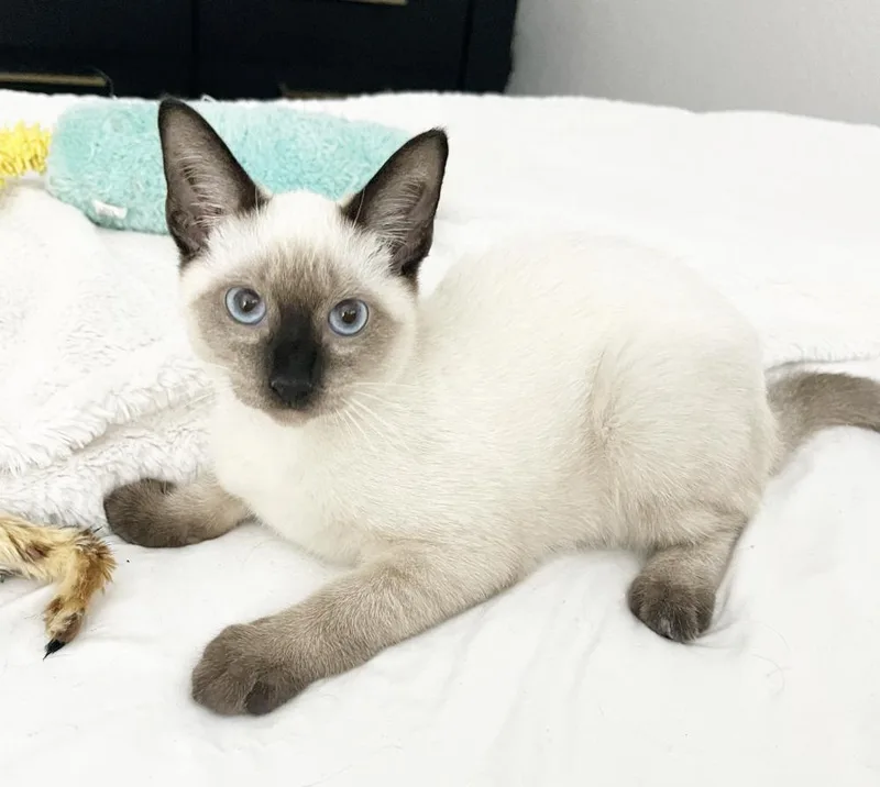 Coco thumbnail 2