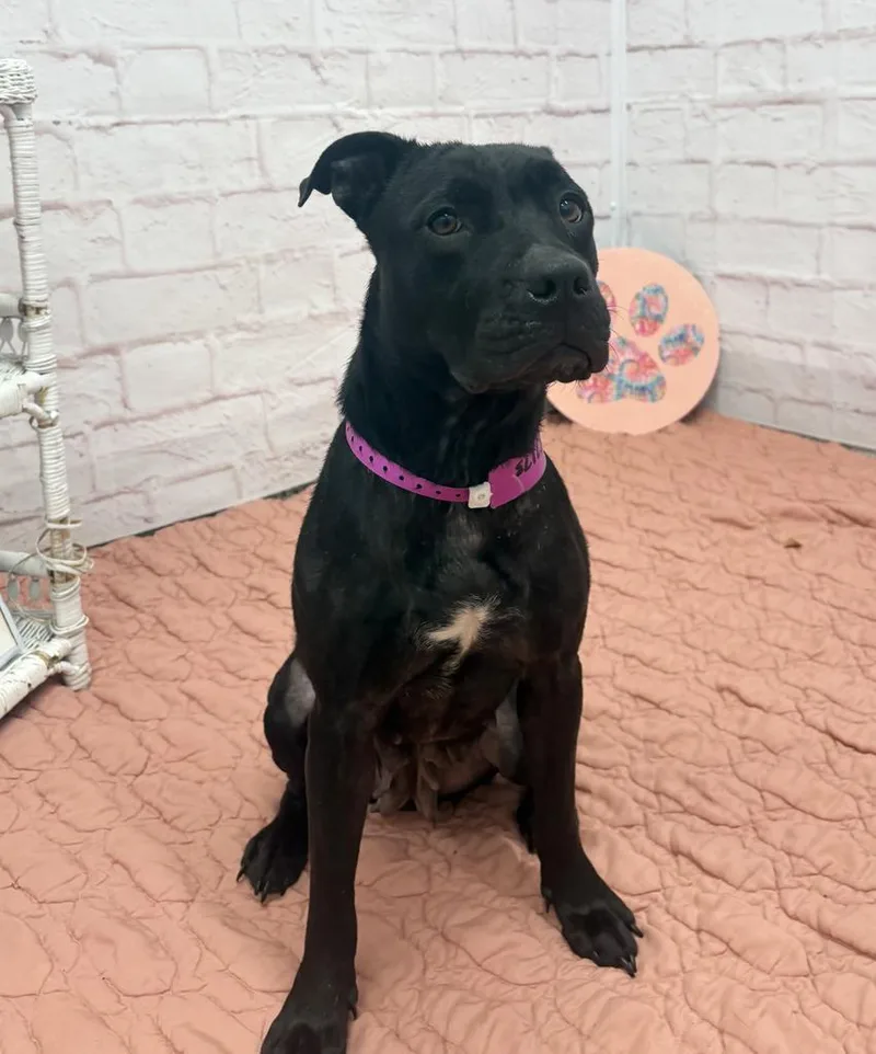 An adult medium-sized female Labrador Retriever dog named Lumen for adoption in Detroit, MI