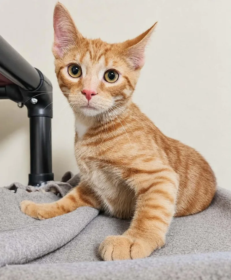 A baby medium-sized male Domestic Short Hair cat named Ernie for adoption in Falls Creek, PA