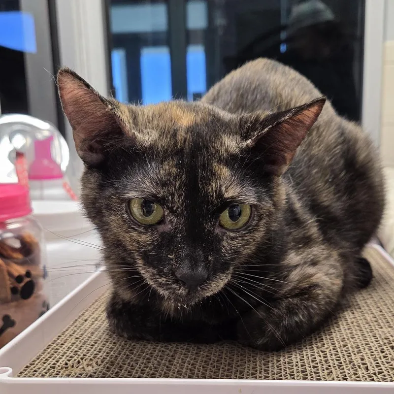 A young medium-sized female Tortoiseshell Domestic Short Hair cat named Juniper Aka Juni for adoption in Camden, DE