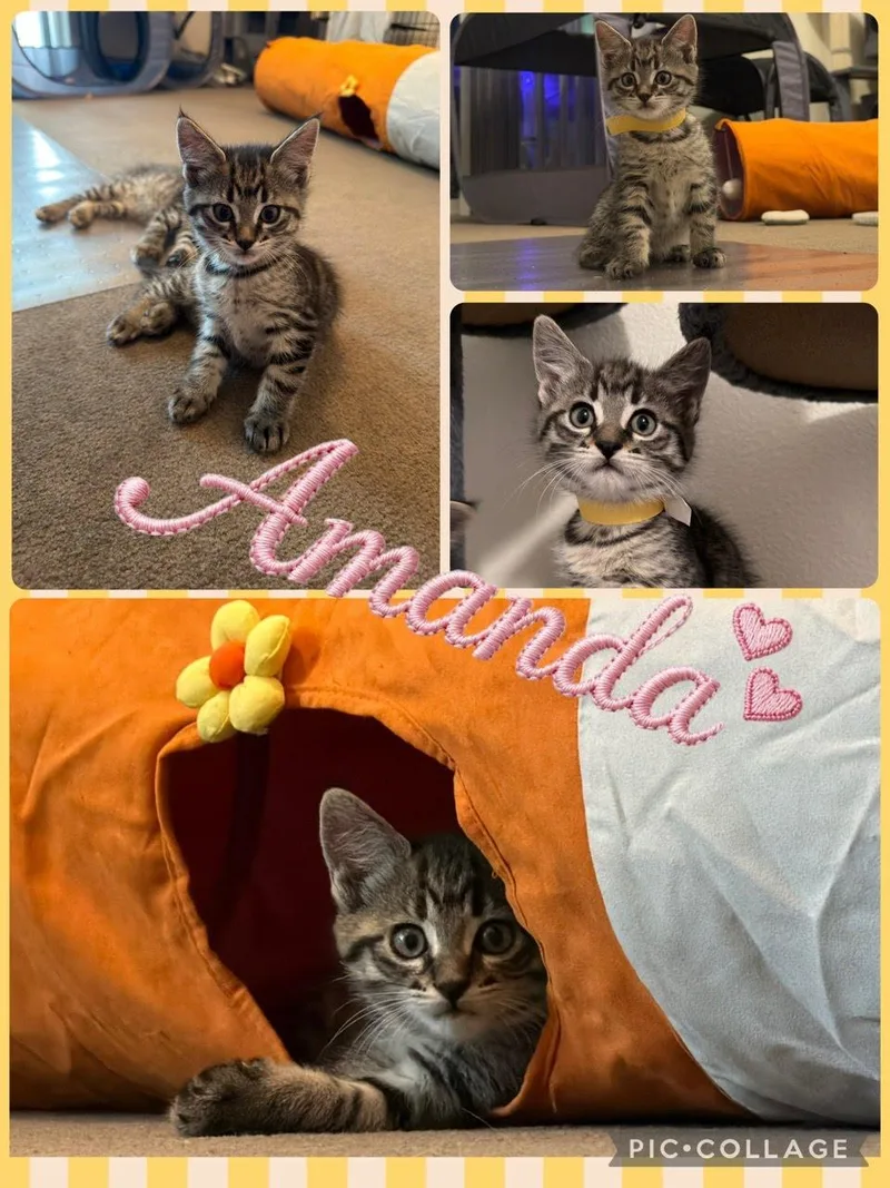 A baby small-sized female Tabby (Brown / Chocolate) Domestic Short Hair cat named Amanda for adoption in Newberg, OR