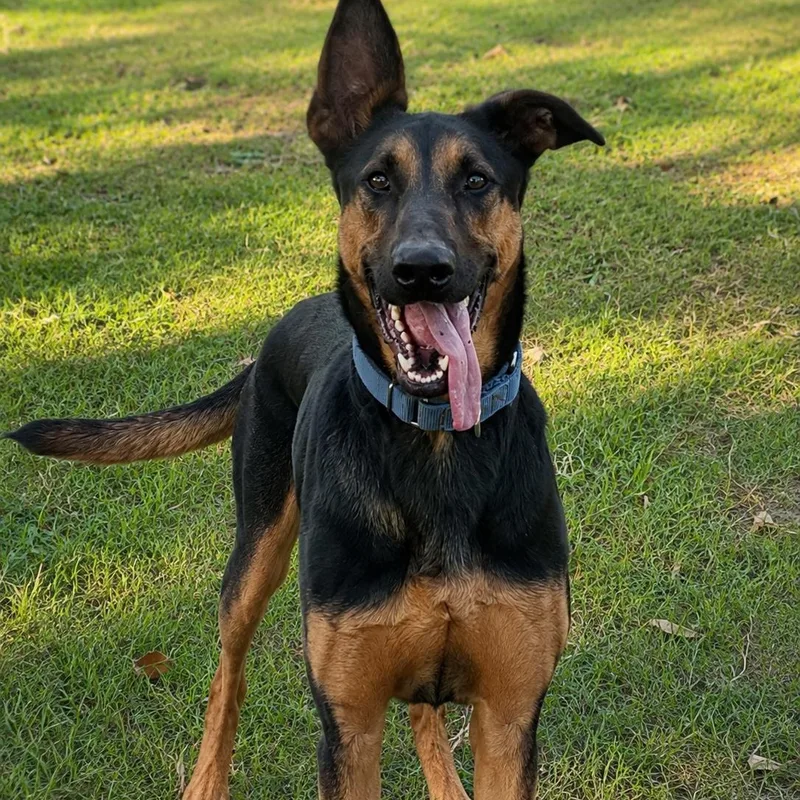 A young large-sized male Doberman Pinscher dog named Flaco for adoption in Magnolia, TX