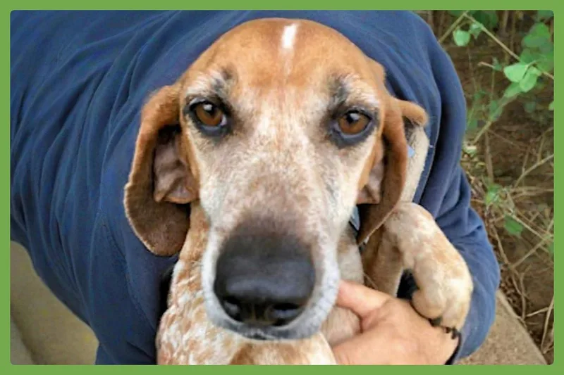 A senior medium-sized female White / Cream Coonhound dog named Pumpkin Spice for adoption in Amherst, MA