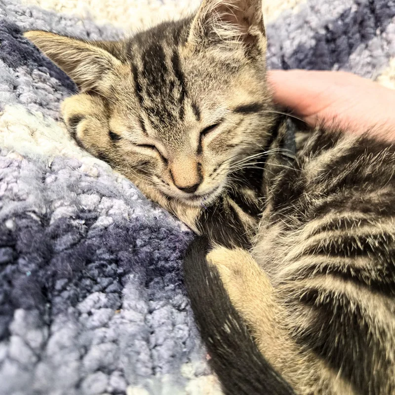 A baby small-sized male Black Domestic Short Hair cat named Maxy Holmlund for adoption in Morrison, CO
