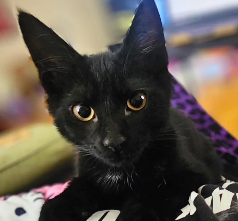 A baby small-sized male Domestic Short Hair cat named Emperor Kuzco for adoption in Burbank, CA