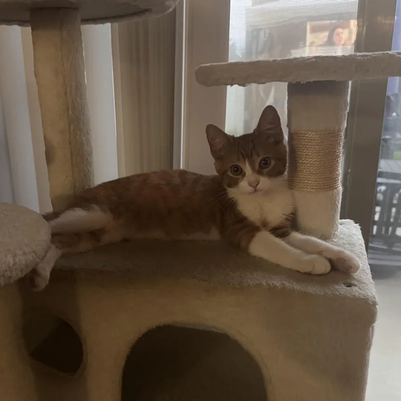 A baby medium-sized male Tabby (Orange / Red) Tabby cat named Theodore for adoption in Wyandotte, MI
