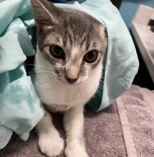 A baby small-sized female Domestic Short Hair cat named Denali for adoption in Escondido, CA