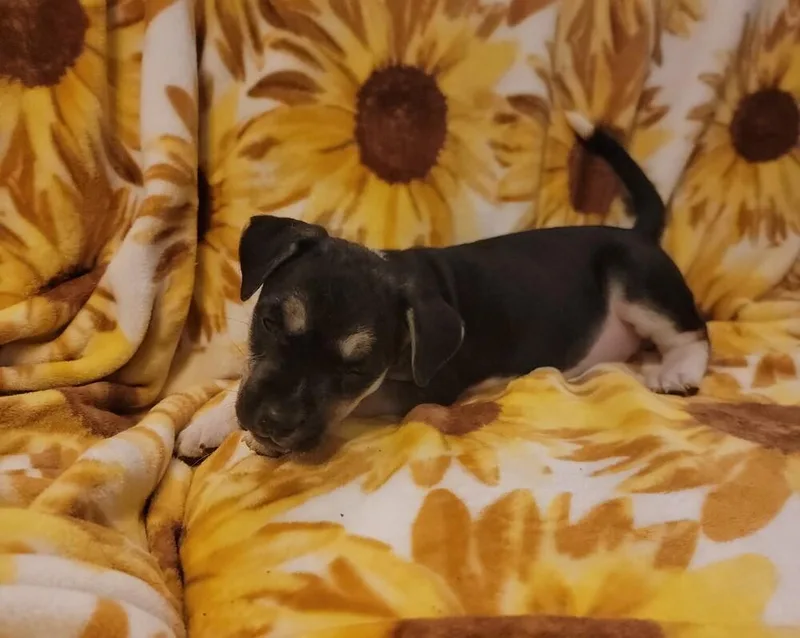 Twinkie
