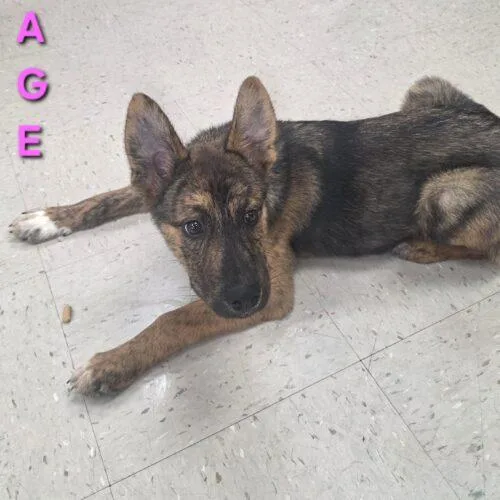 Sage thumbnail 2
