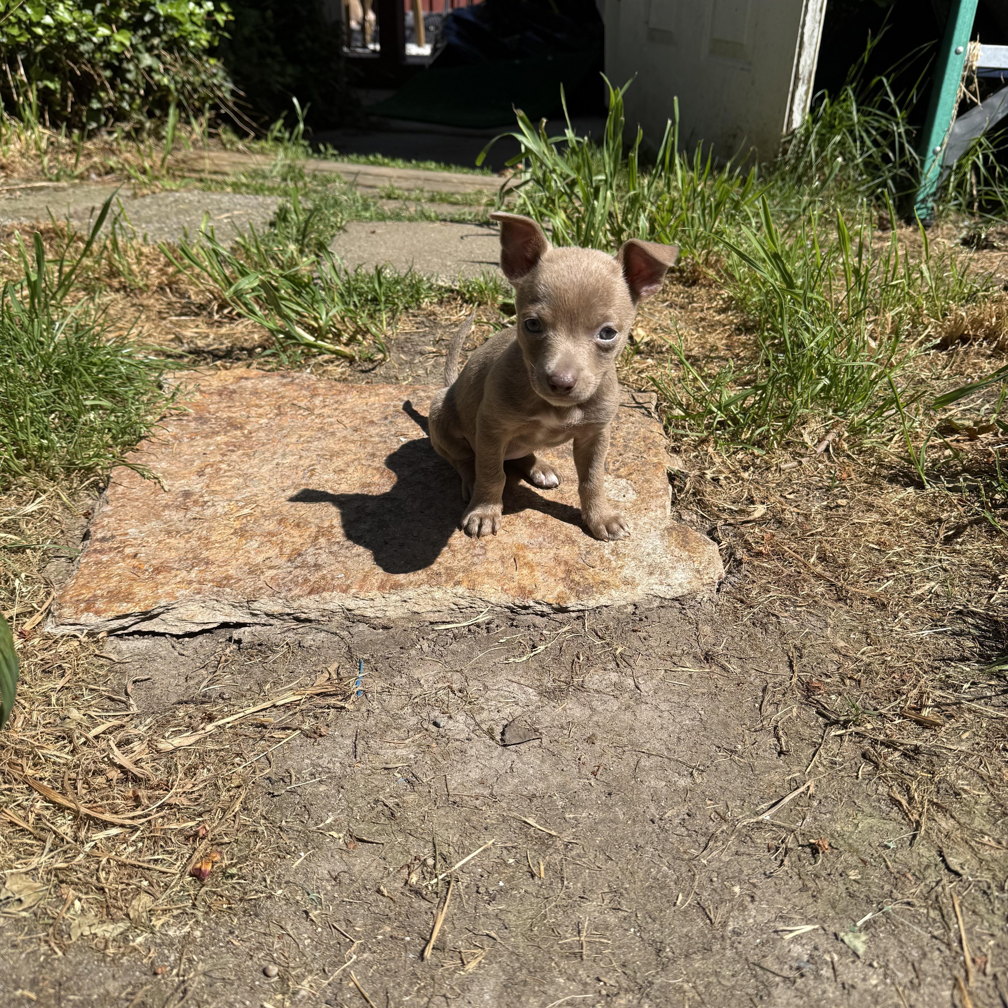 A baby small-sized female Brown / Chocolate Chihuahua dog named Daiquiri for adoption in Lacey, WA