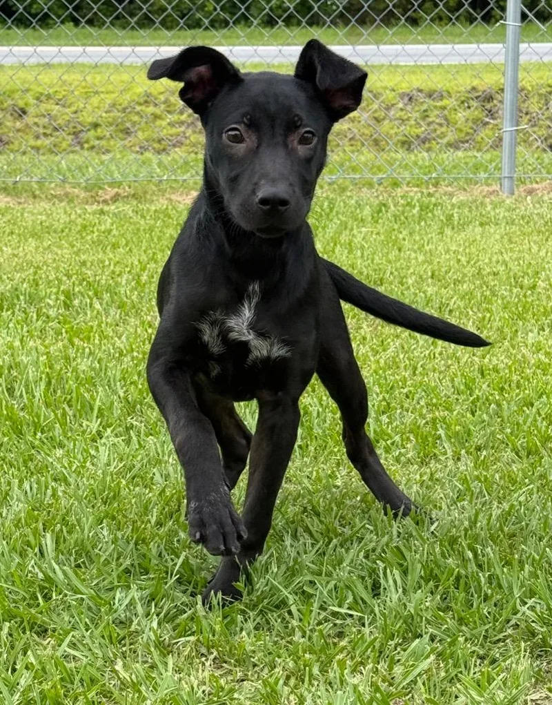 A baby medium-sized female Mixed Breed dog named Morgan for adoption in Kingsland, GA