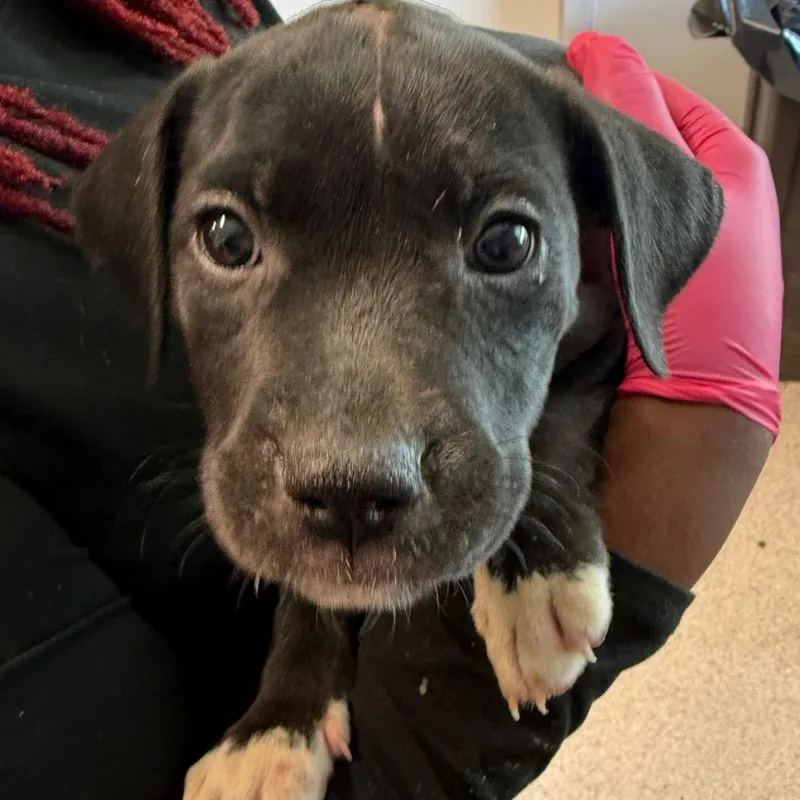 A baby small-sized female Black Pit Bull Terrier dog named Susan for adoption in Horn Lake, MS