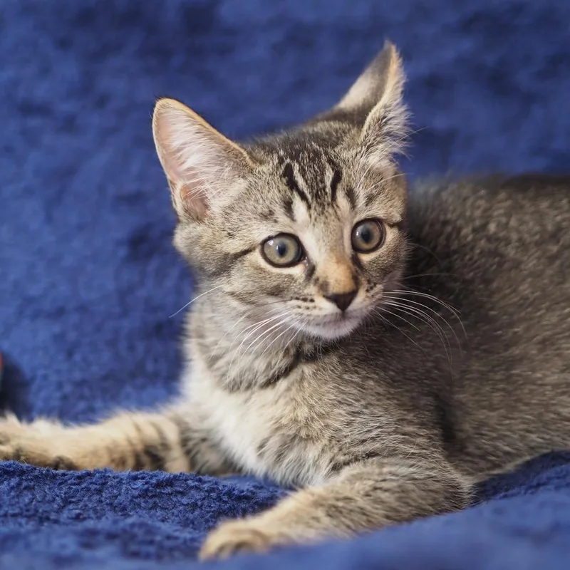 A baby small-sized female Domestic Short Hair cat named Moxie for adoption in Brockton, MA