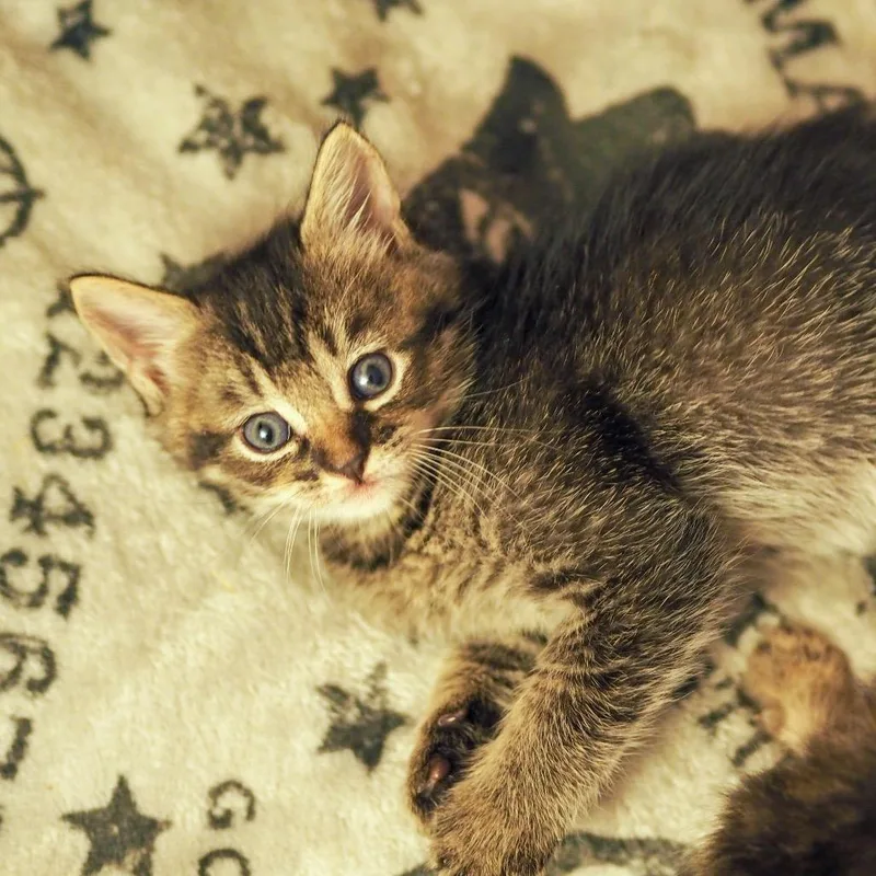 Moxie thumbnail 2