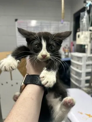 A baby small-sized female Domestic Short Hair cat named Kaya for adoption in West Chester, PA