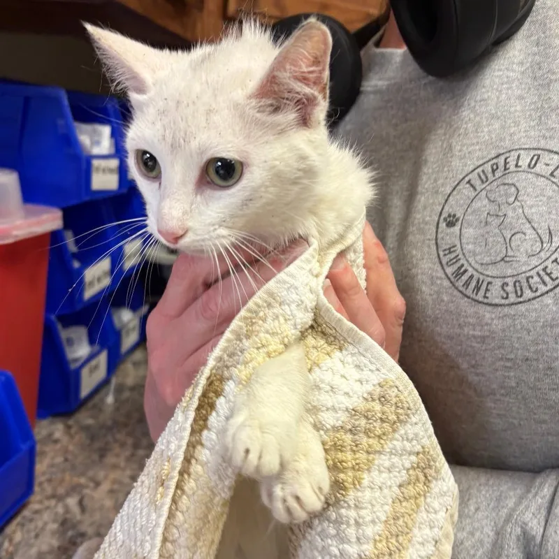 A young large-sized female White Domestic Short Hair cat named Tessa  U for adoption in Tupelo, MS